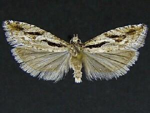 Epinotia sotipena