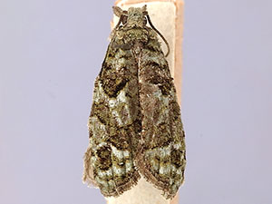 Epinotia cupressi