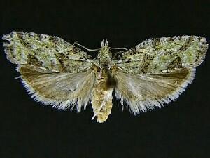 Epinotia hopkinsana