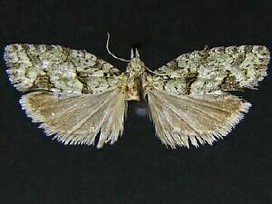 Epinotia hopkinsana