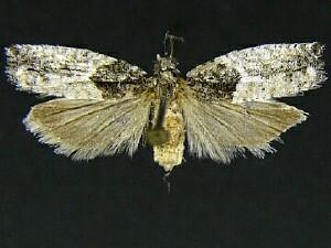 Epinotia nisella