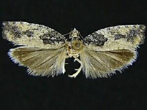 Epinotia cinereana