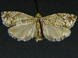 Epinotia miscana