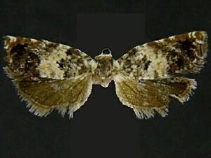 Epinotia heucherana