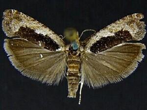 Epinotia n. sp. 1