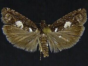 Epinotia n. sp. 1