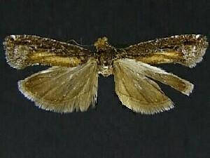 Epinotia n. sp. 1