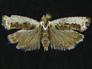 Epinotia emarginana