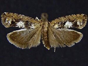 Epinotia emarginana