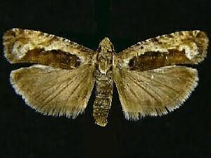 Epinotia emarginana