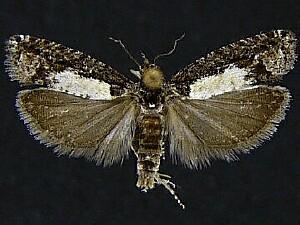 Epinotia emarginana