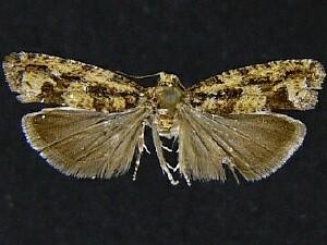 Epinotia emarginana