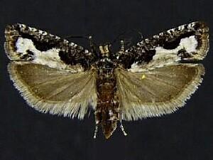 Epinotia columbia