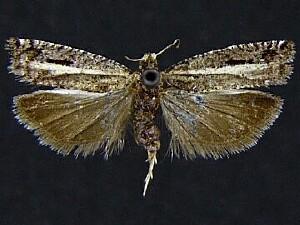 Epinotia columbia