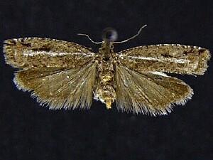 Epinotia columbia