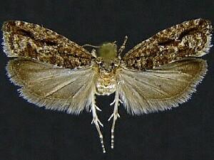 Epinotia columbia