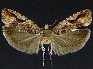 Epinotia cercocarpana