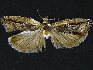 Epinotia cercocarpana