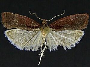 Epinotia bigemina