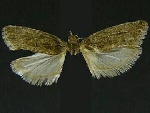 Epinotia bicordana