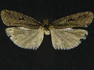 Epinotia n. sp. 4