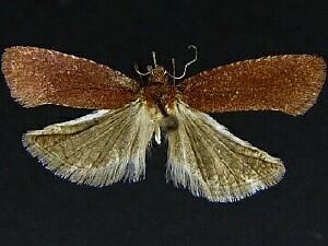 Epinotia arctostaphylana