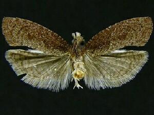 Epinotia arctostaphylana