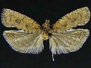 Epinotia arctostaphylana