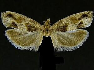 Epinotia infuscana