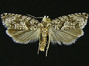 Catastega aceriella