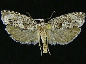 Catastega aceriella