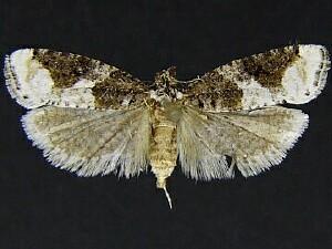 Epinotia lomonana