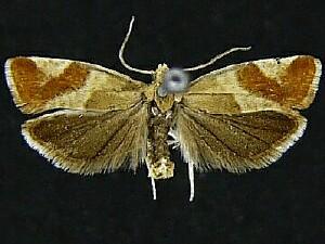 Epinotia cruciana