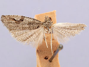 Epinotia signiferana