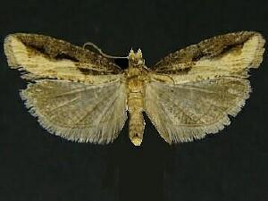 Epinotia kasloana