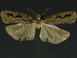 Epinotia kasloana