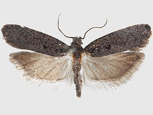 Epinotia biangulana