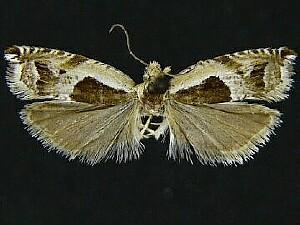 Ancylis subaequana