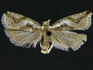 Ancylis subaequana