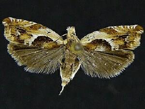 Ancylis metamelana