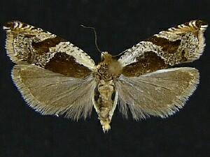 Ancylis semiovana