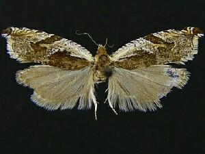 Ancylis columbiana