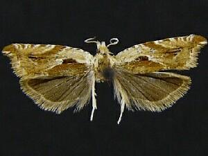 Ancylis maritima