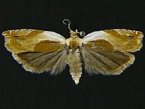 Ancylis laciniana