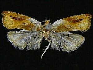 Ancylis mira