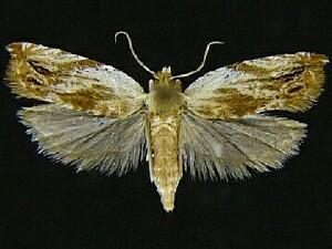 Ancylis platanana