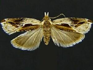 Ancylis brauni