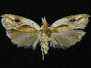 Ancylis definitivana