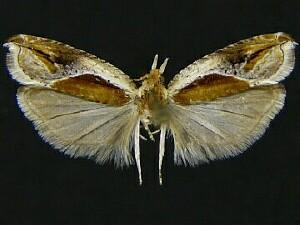 Ancylis definitivana