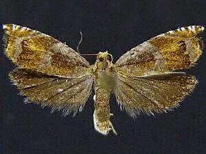 Ancylis apicana